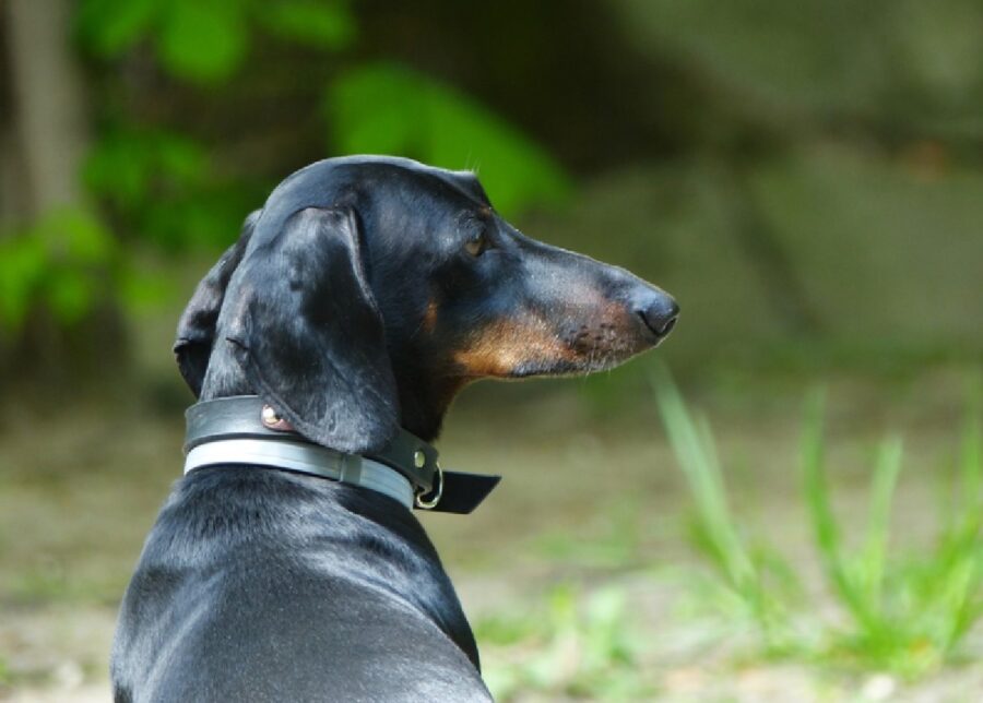 cucciolo bassotto doppio collare