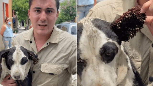 Veterinario irrompe in una casa per salvare un cane maltrattato e invaso da zecche