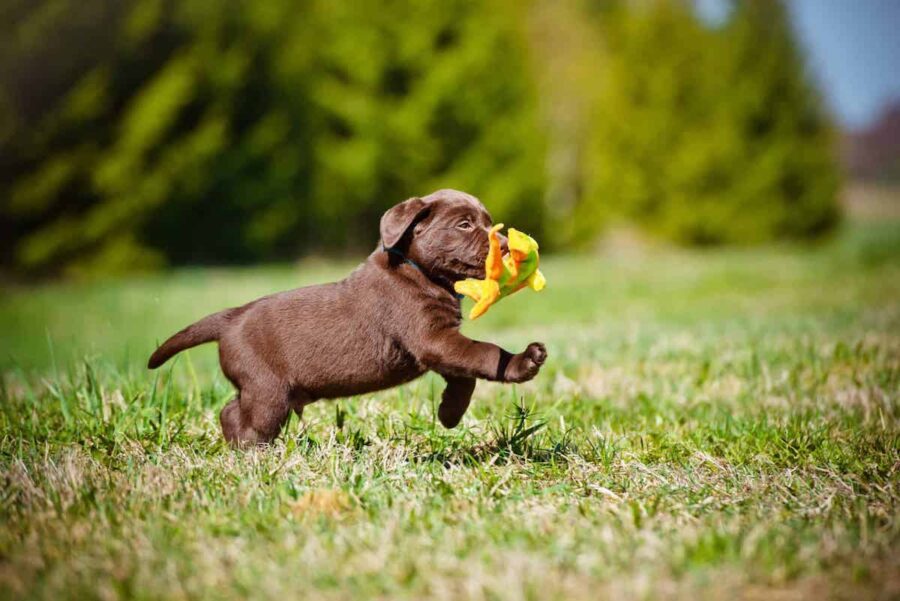 cucciolo di cane corre con un giocattolo in bocca