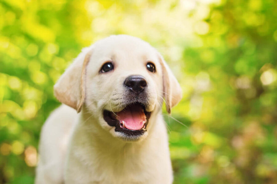 cucciolo di Labrador felice