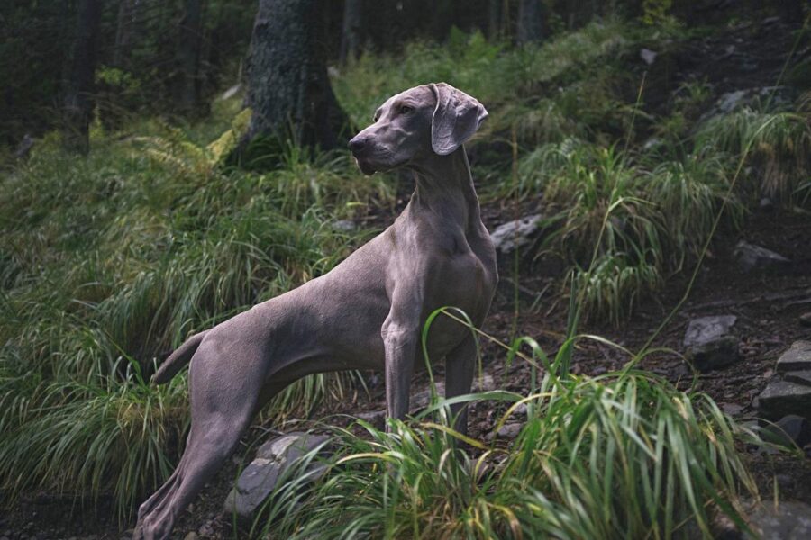 weimaraner nel bosco