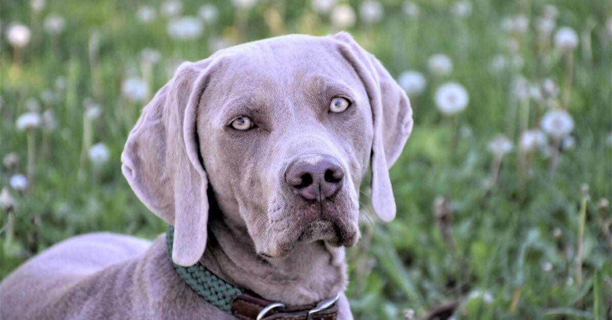 Weimaraner carattere, a chi è adatto, cure e cosa sapere su questa razza