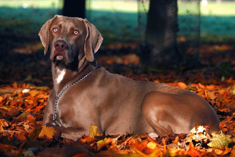 weimaraner marrone