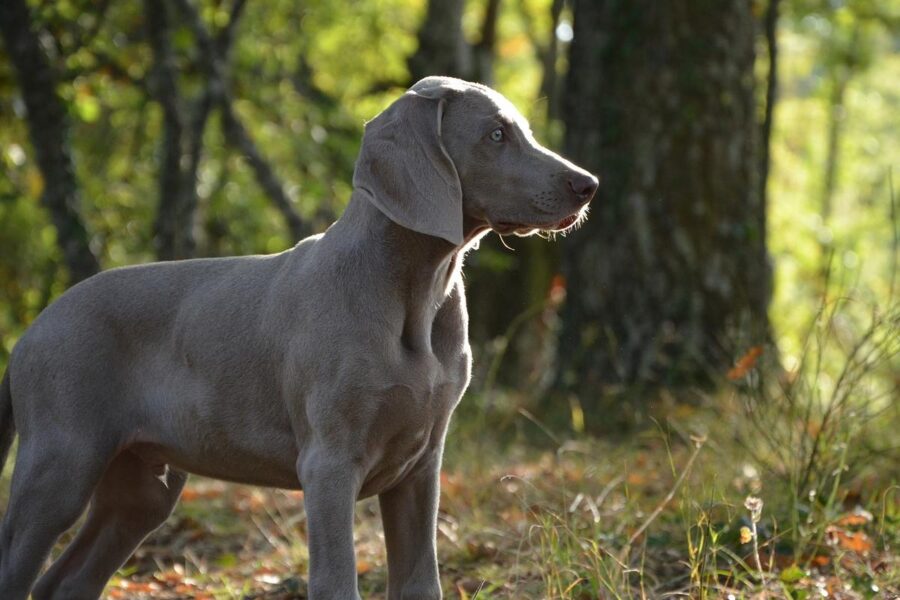 cane grigio nella natura