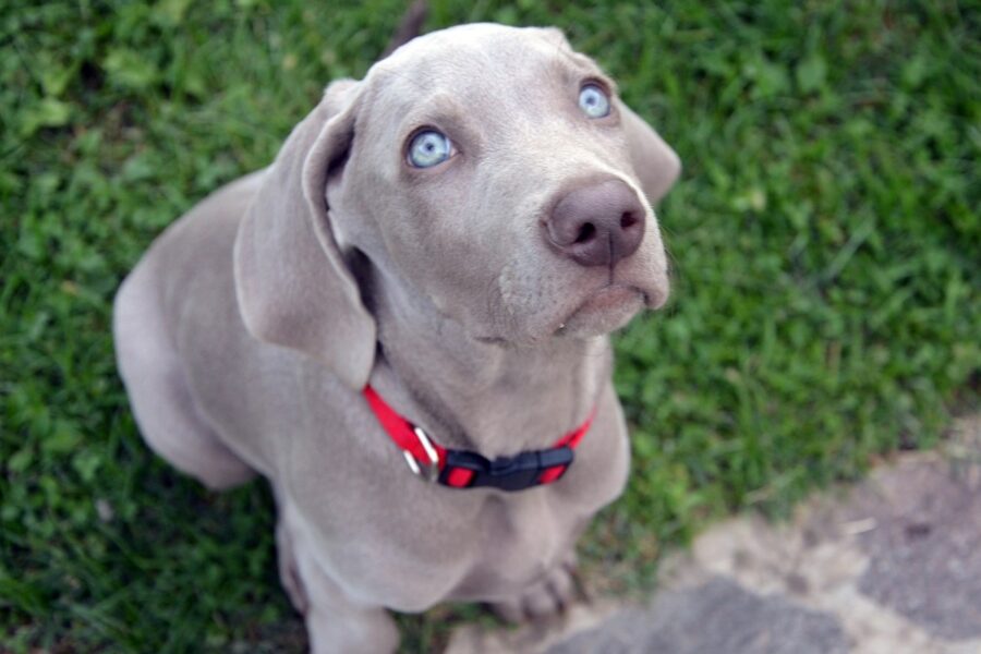 cucciolo di weimaraner