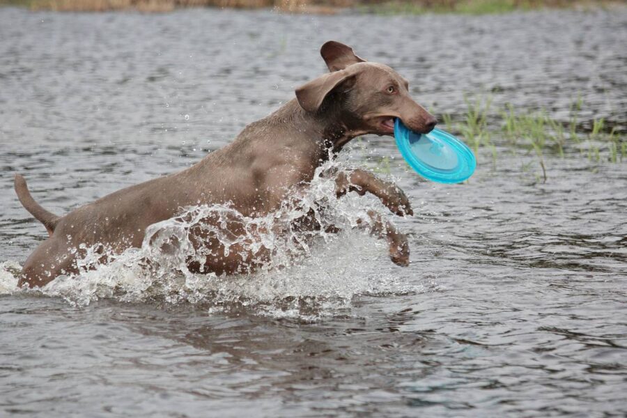 weimaraner che gioca col frisbee