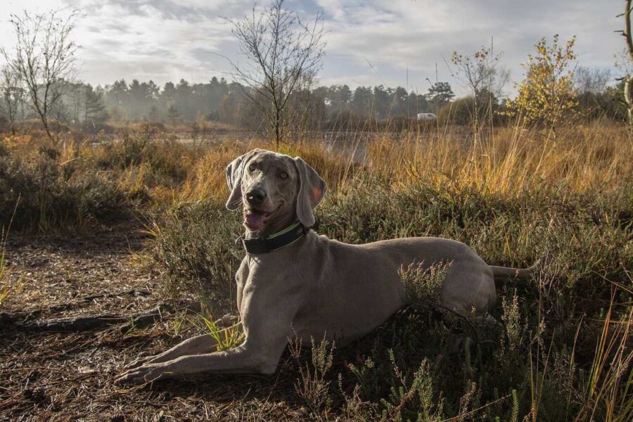 cane all'aria aperta