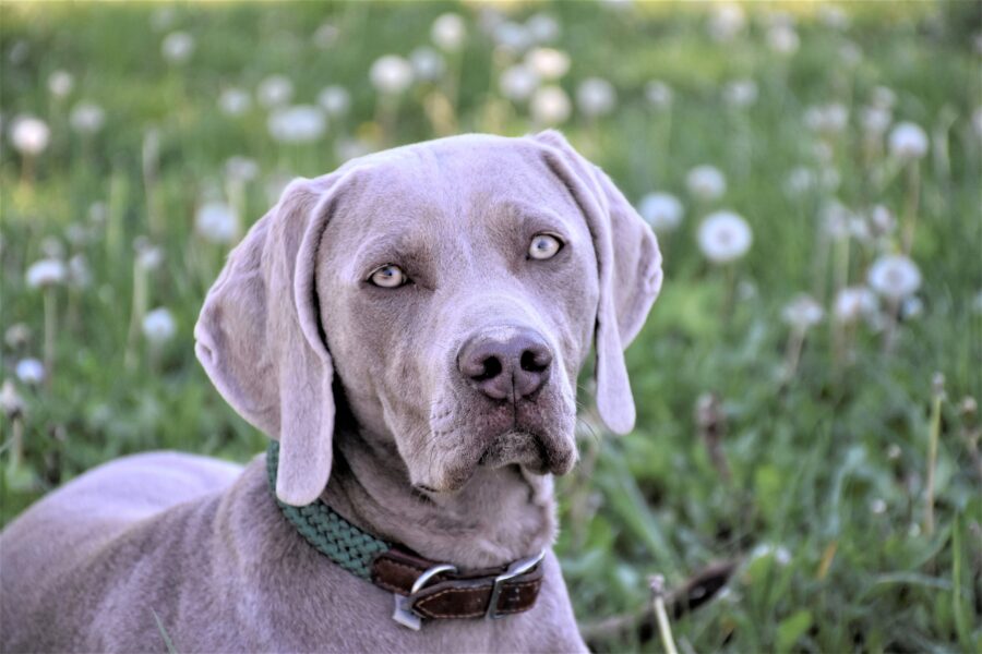 Weimaraner: carattere, a chi è adatto, cure e cosa sapere su questa razza