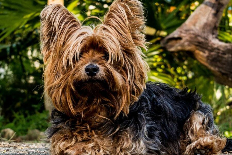 yorkshire terrier