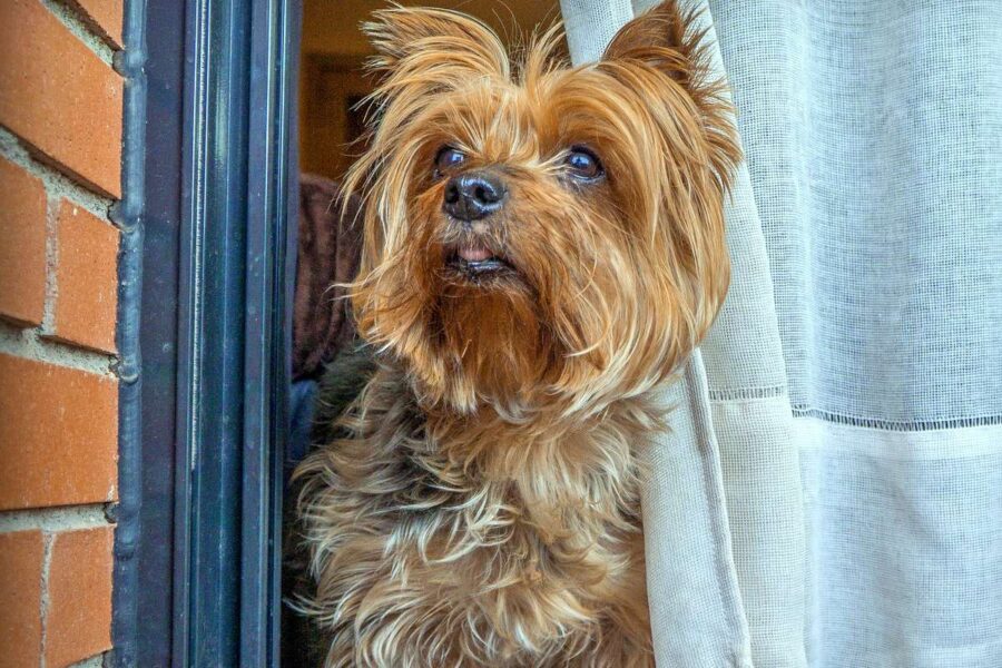 cane affacciato alla finestra