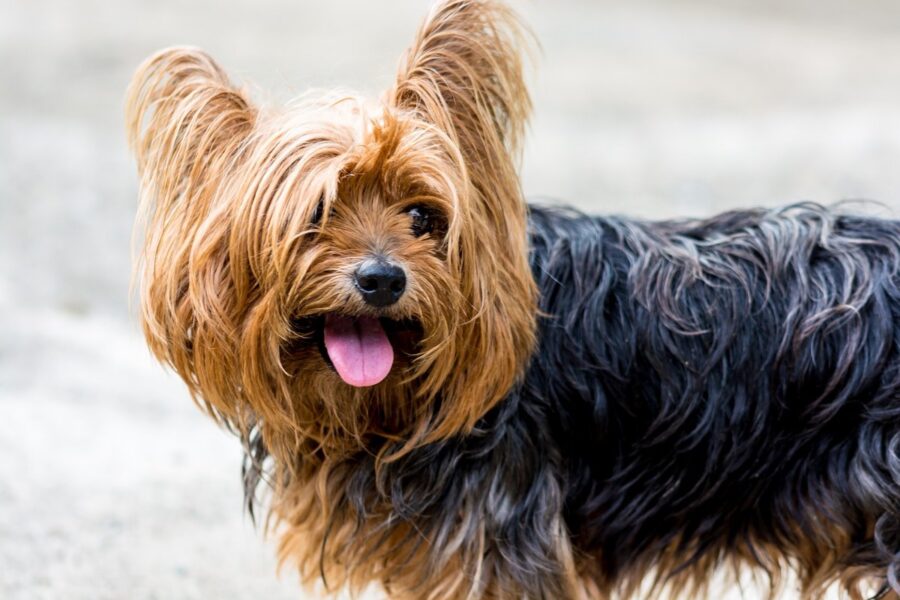 cane piccolo con tanto pelo