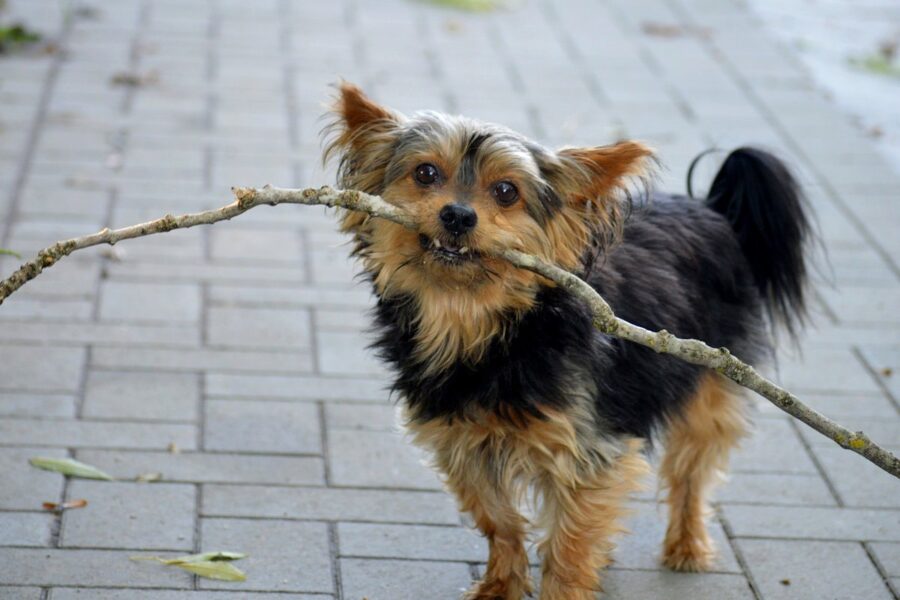 cane che gioca con un legnetto