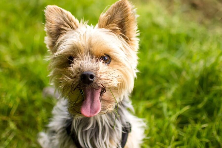 cagnolino sull'erba