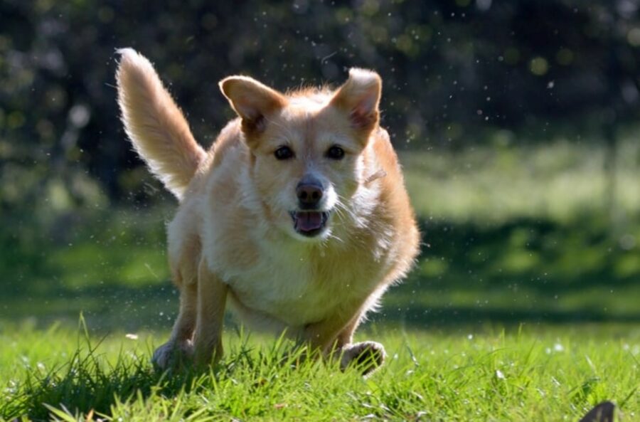 cucciolo corre erba