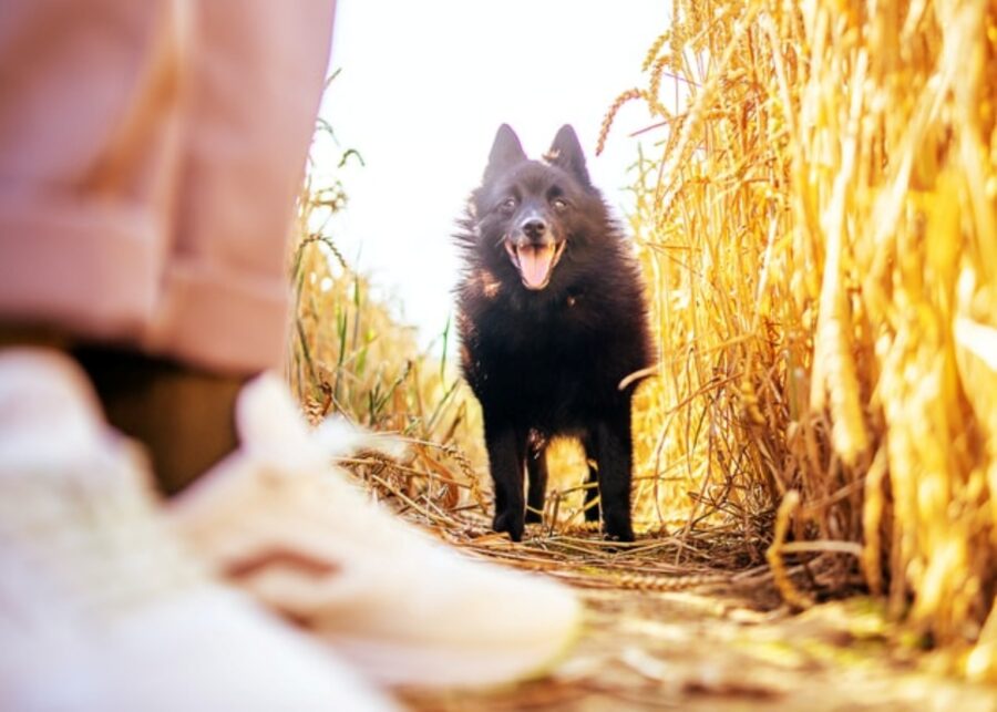 cane felice nero