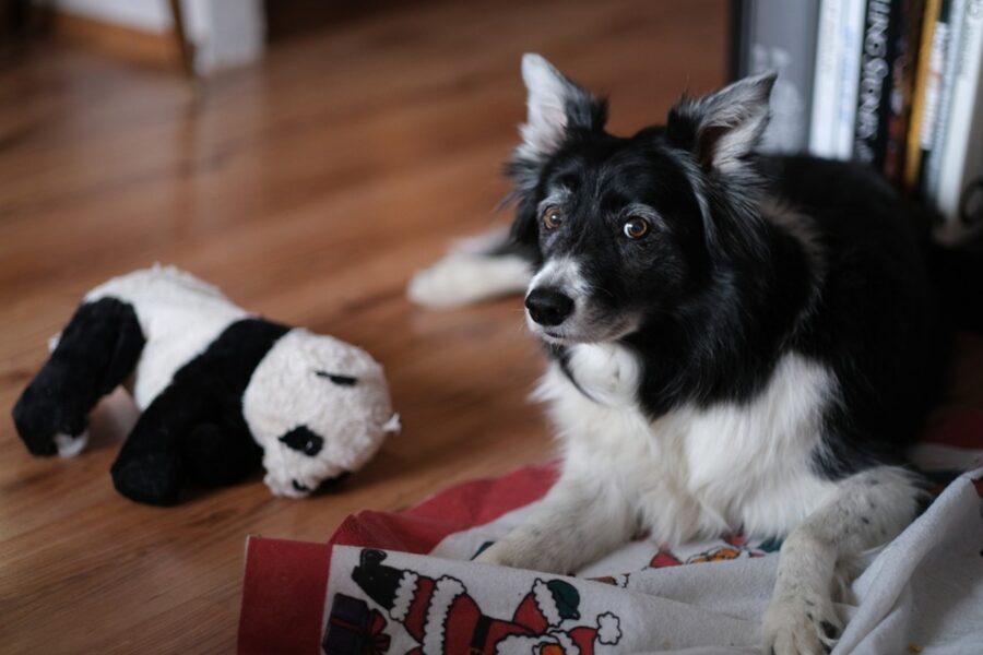 cane pacco regalo