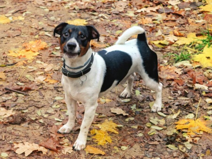 cane foglie bosco