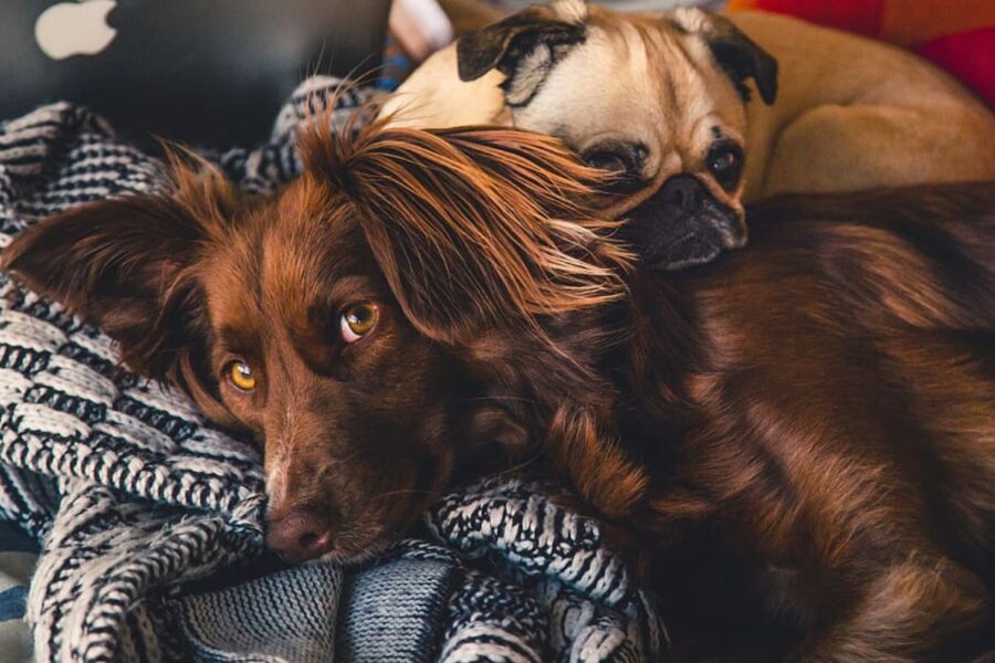 pelosi sonno letto