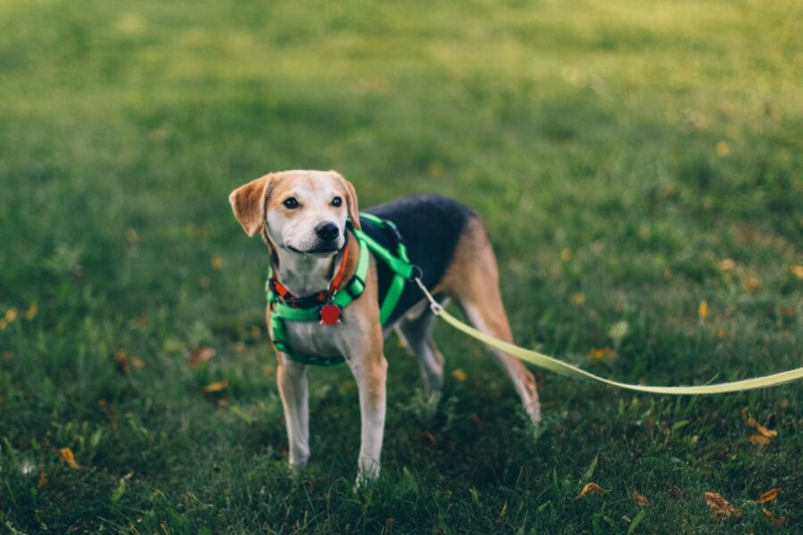 cane passeggio guinzaglio