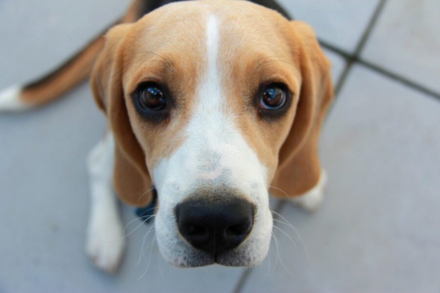 cane dolce sguardo