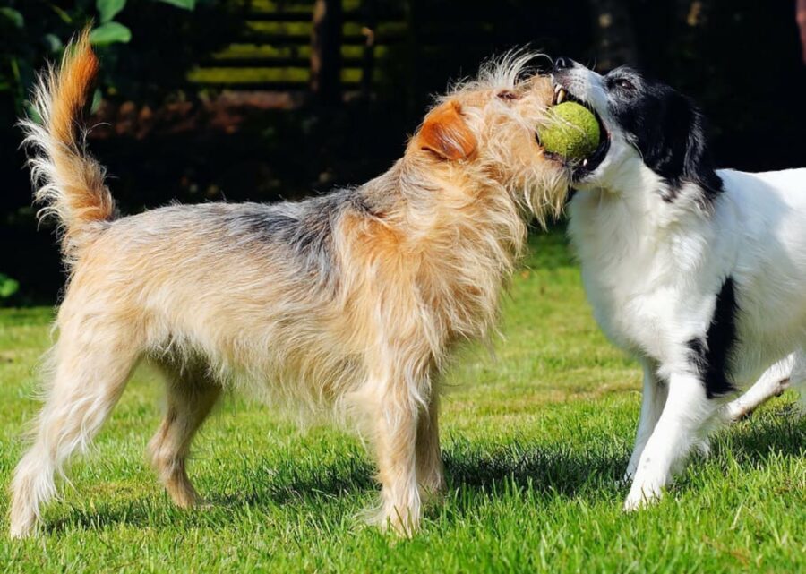 pelosi palla tennis