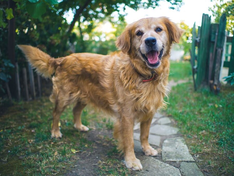 golden retriever posa