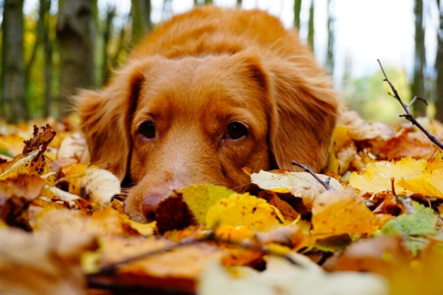 cucciolo stagione autunnale