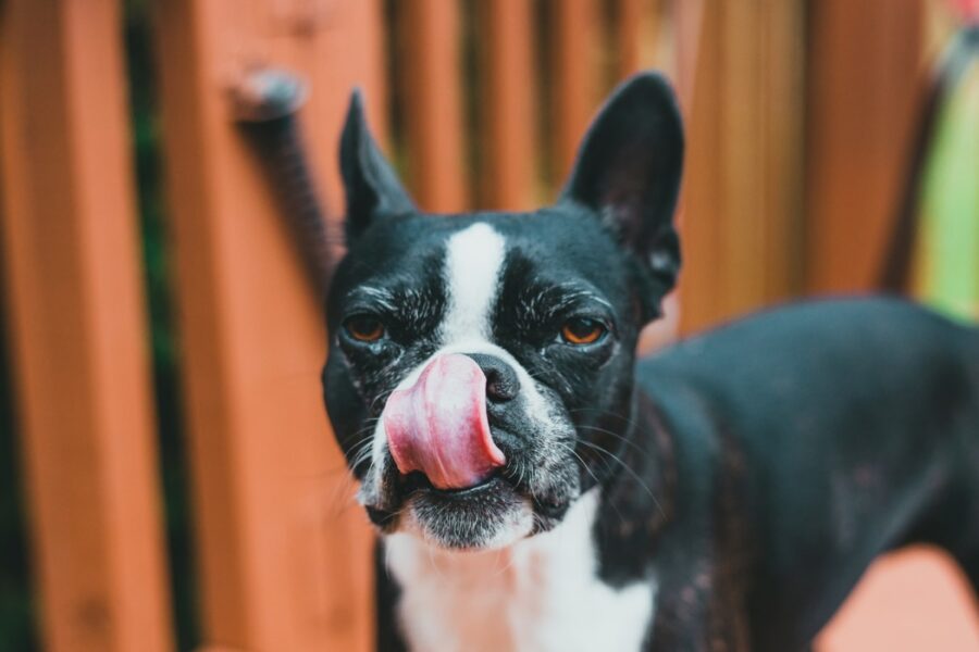 boston terrier peloso