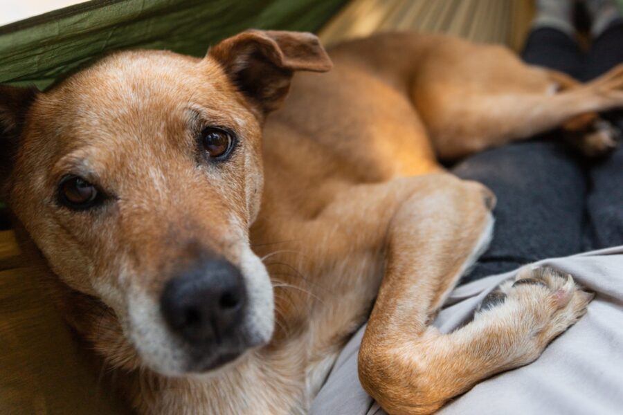 cane dolce posa