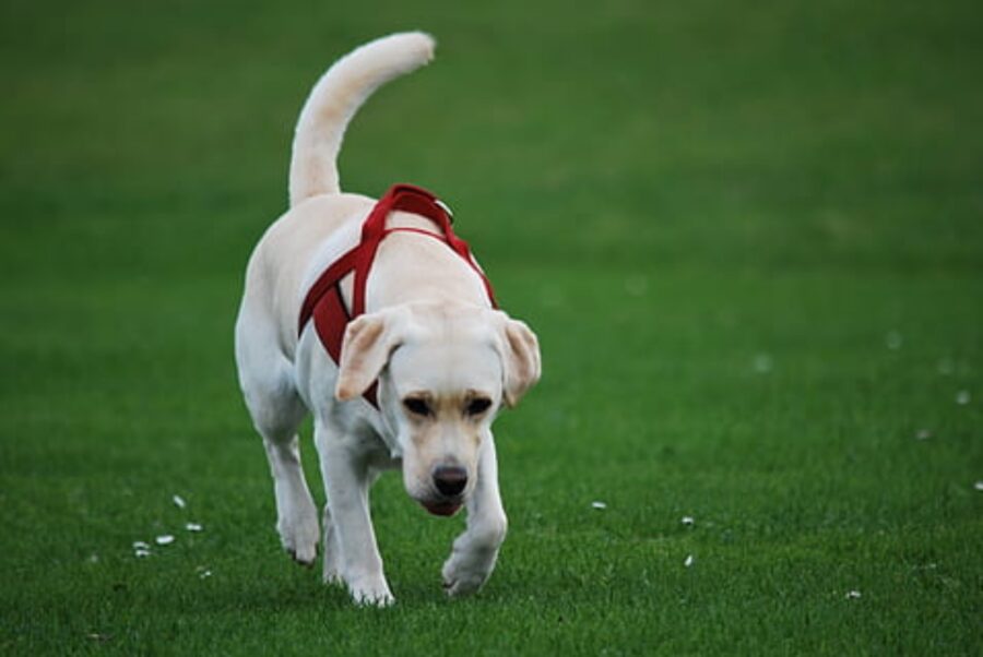 labrador con pettorina