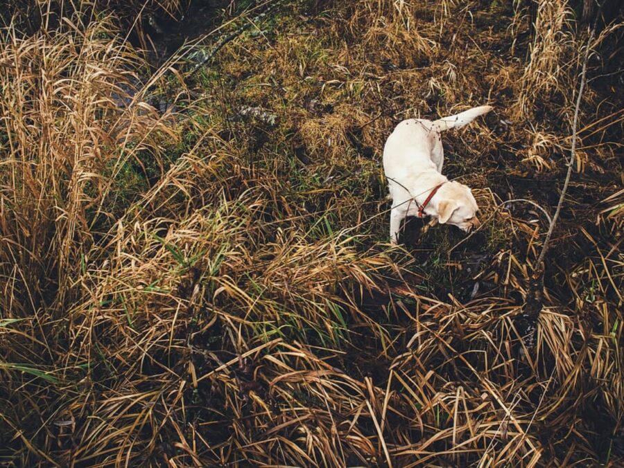 cane natura esplora