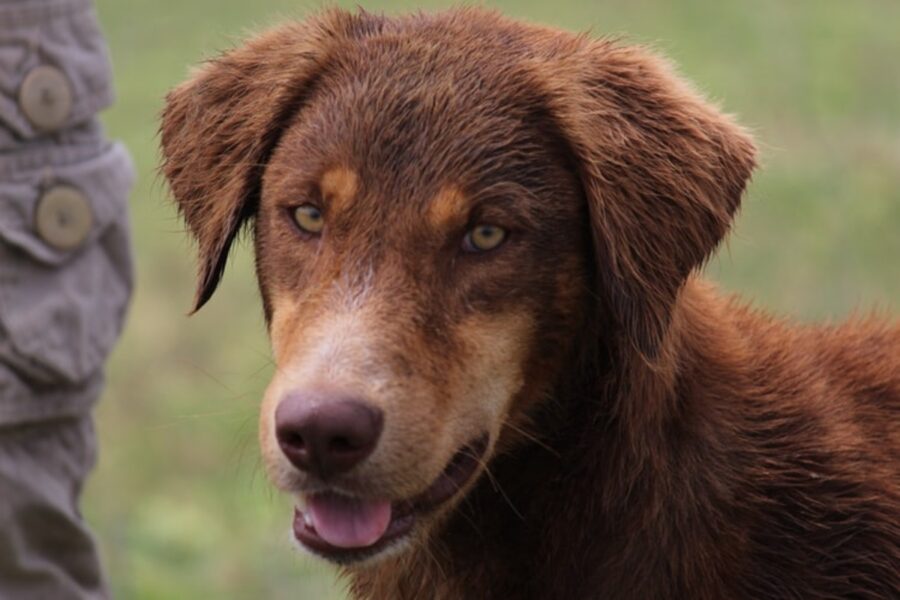 cane peloso bagnato