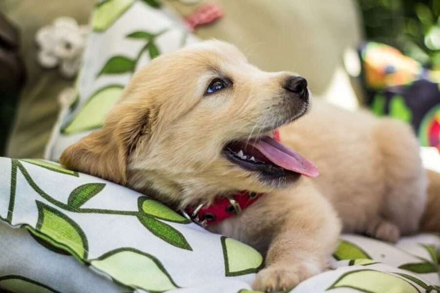 cane sorriso adorabile