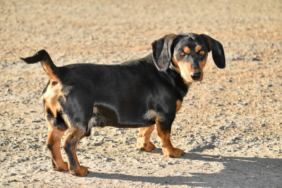 cane spiaggia sabbia