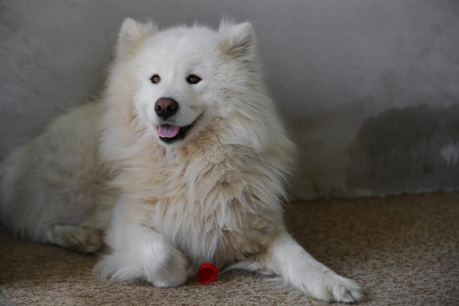 cane dolcissimo peloso