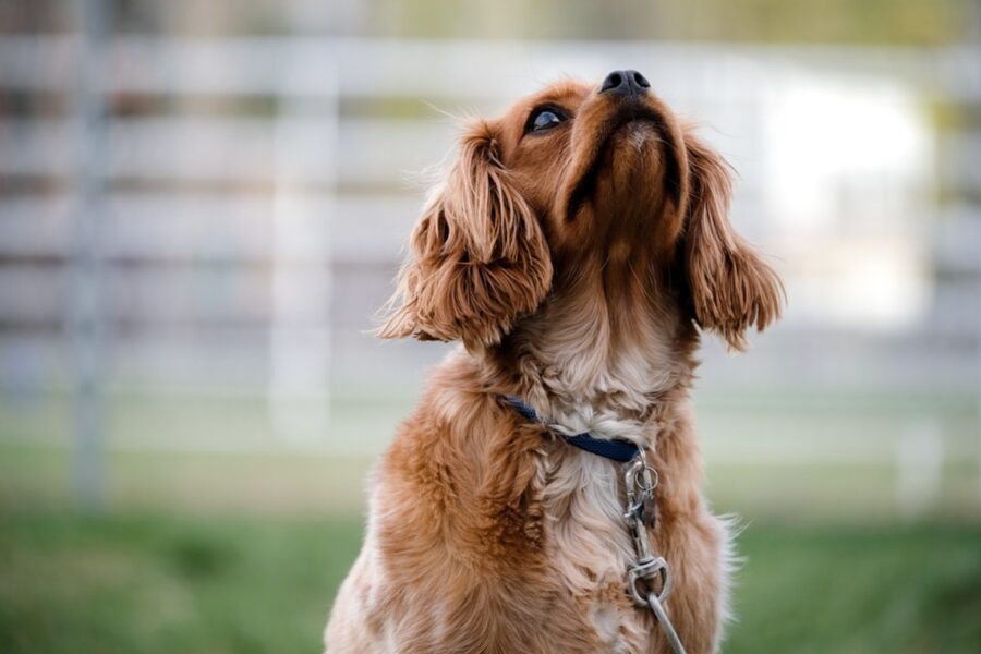 cucciolo guarda dolce