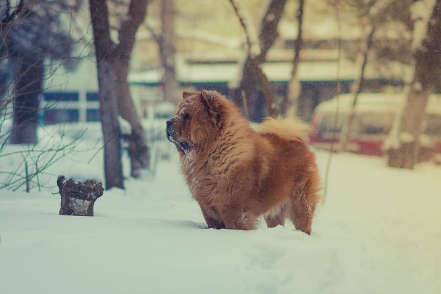 cane nella neve