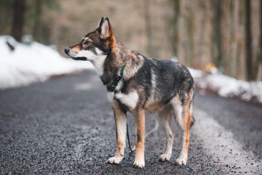 cane sulla strada