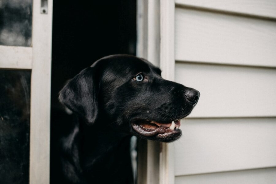 cane nero porta