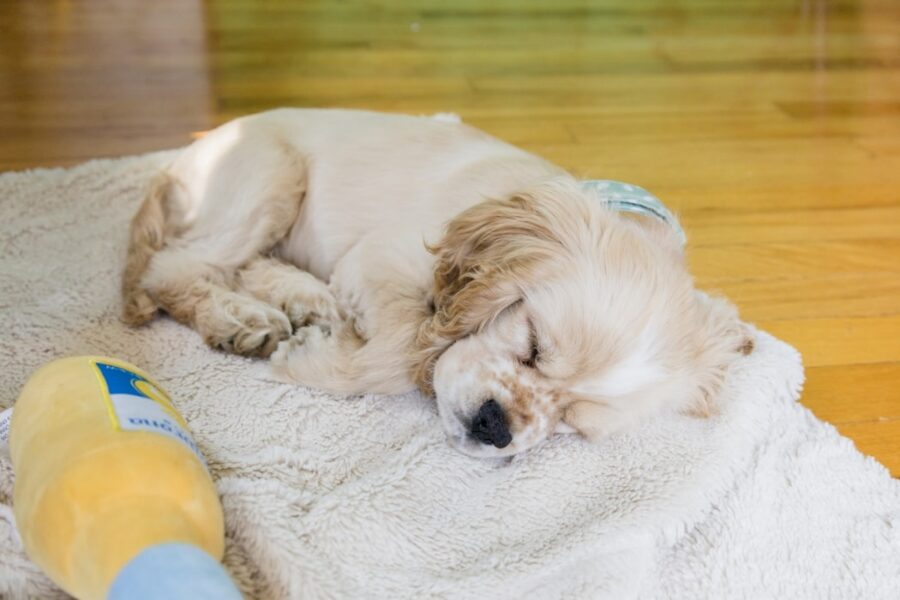 cucciolo cane dorme