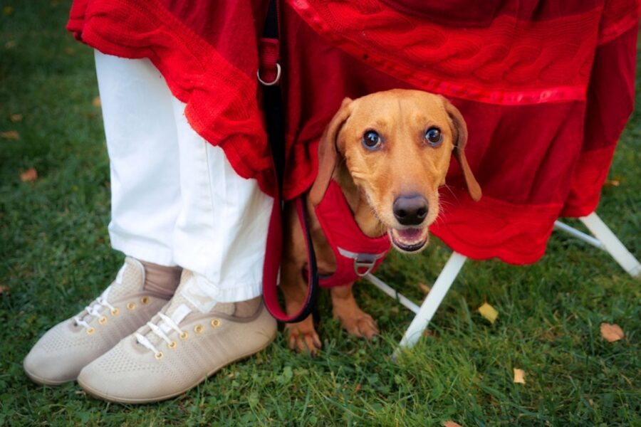 cucciolo vestito rosso