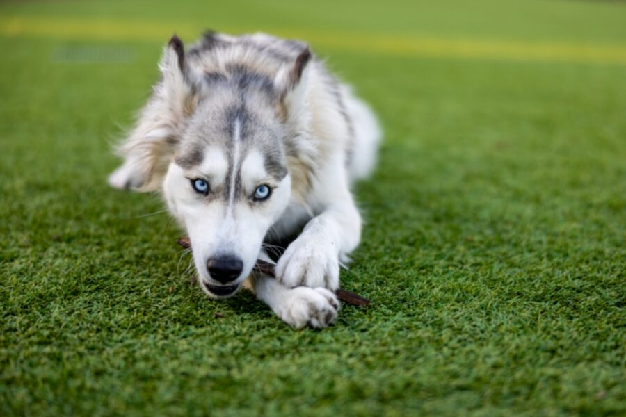 cane husky erba