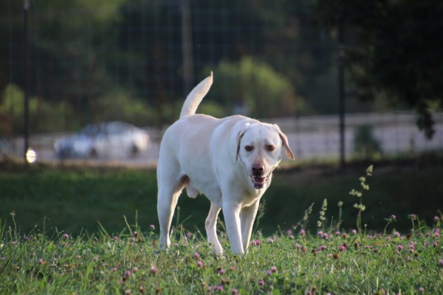 cane labrador dolce