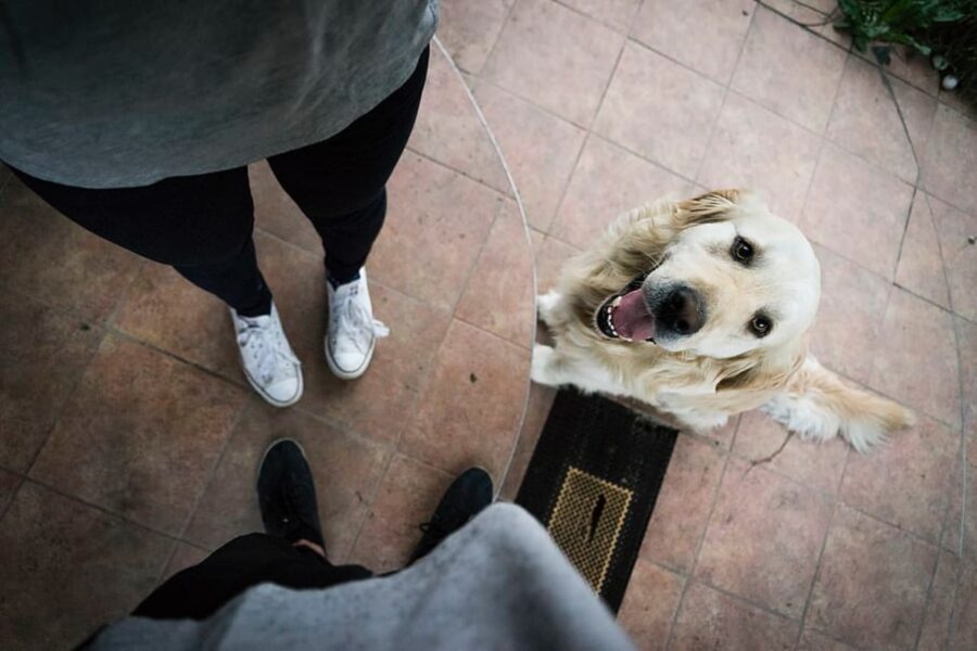 cane labrador mamma