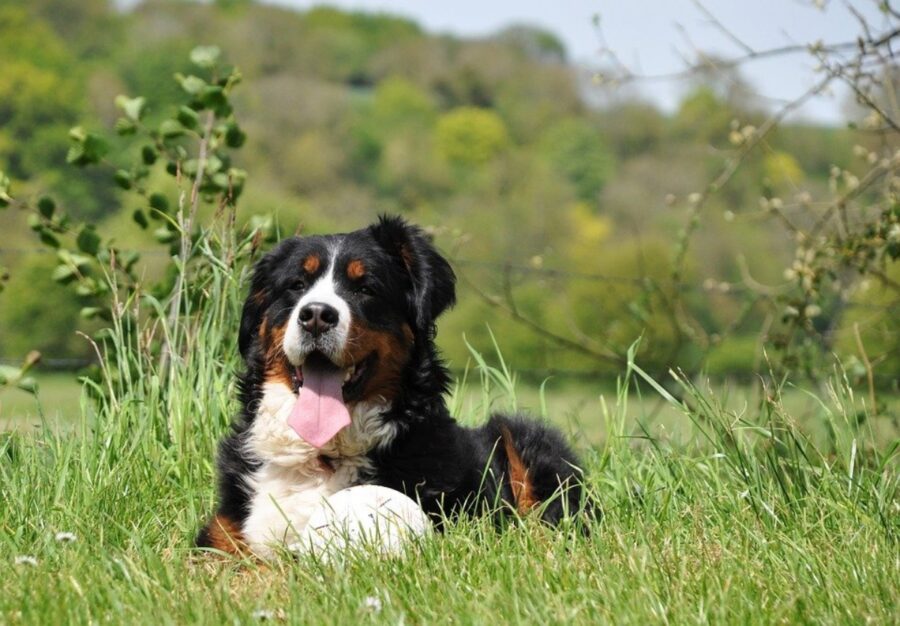 cane bovaro bernese