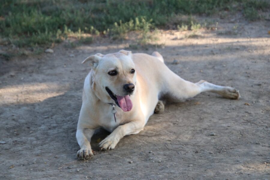 cane seduto dolcissimo