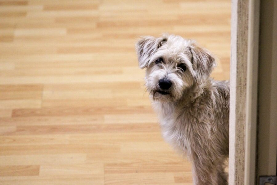 cane peloso bianco