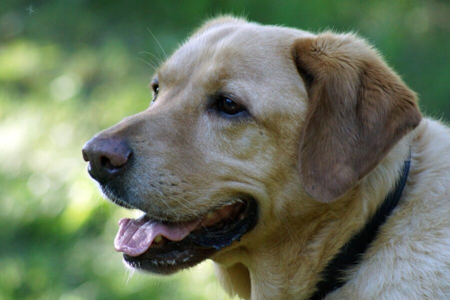 cane labrador tenero