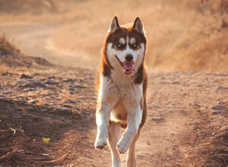 husky bellissimo corre