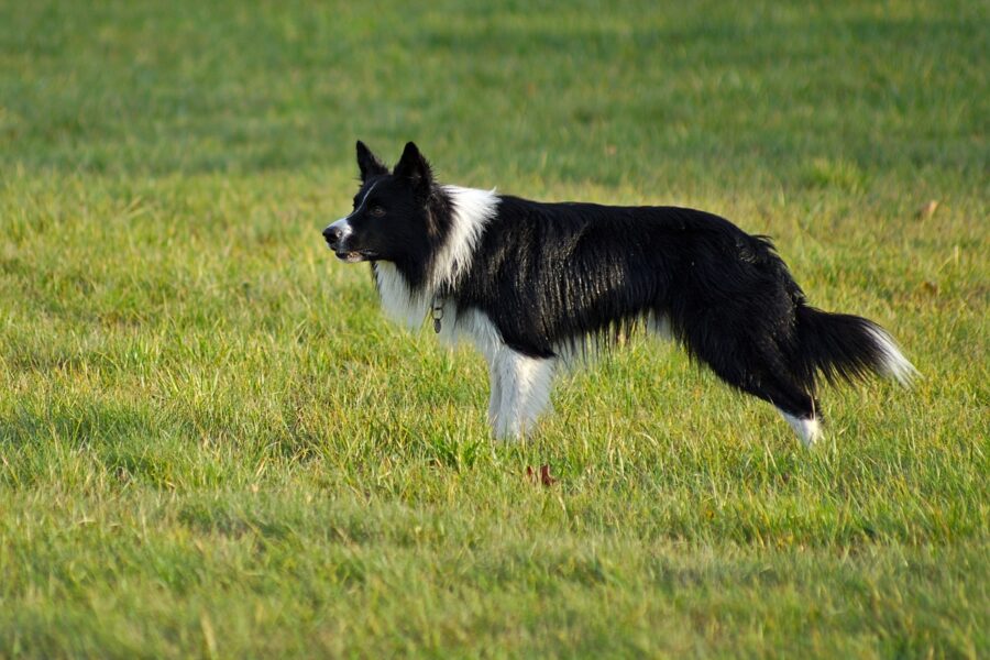 border collie erba